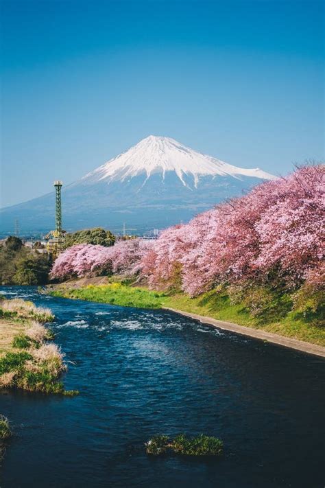 Mount Fuji and Cherry Blossoms Stock Photo - Image of lake, mount ...