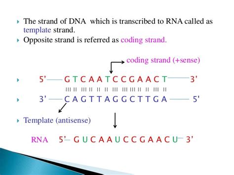 Template Strand Coding Strand