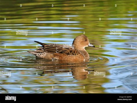 American Wigeon - Anas americana Female duck Stock Photo - Alamy