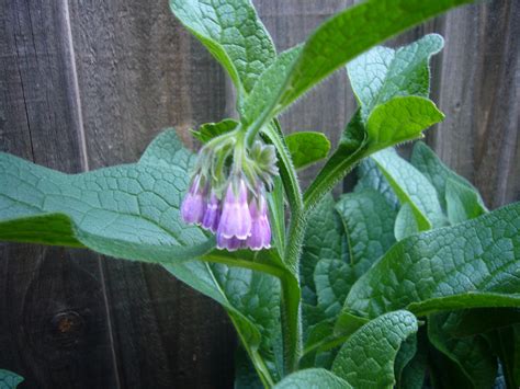 Comfrey plant Idea | chocmales