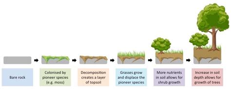 Primary Succession | Primary succession, Ecological succession, Organic ...