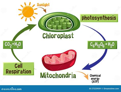 Photosynthesis and Cellular Respiration Diagram Stock Vector ...