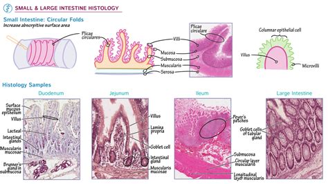 Gastrointestinal System: Small and Large Intestine Histology | ditki ...