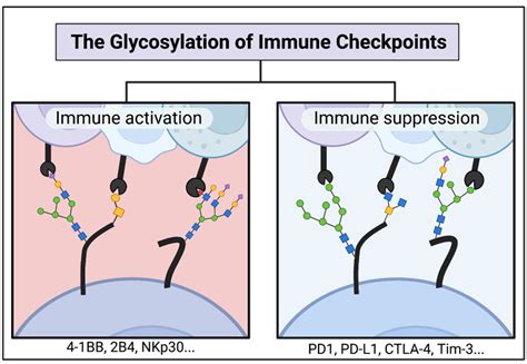 Pharmaceuticals | Free Full-Text | The Glycosylation of Immune ...