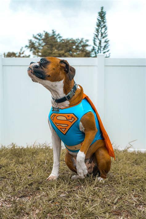 20+ Cute Halloween Costumes for Extra Large Dogs (up to 3XL!) - Hey ...