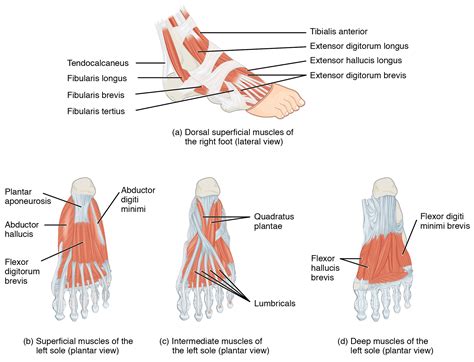 OpenStax AnatPhys fig.11.34 - Intrinsic Muscles of the Foot - English ...