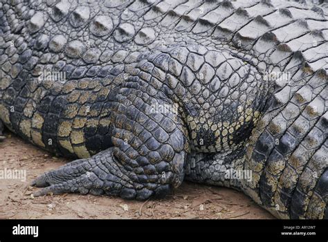 Cayman (caiman crocodilus Stock Photo - Alamy