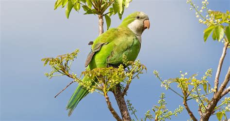 Monk Parakeet Identification, All About Birds, Cornell Lab of Ornithology