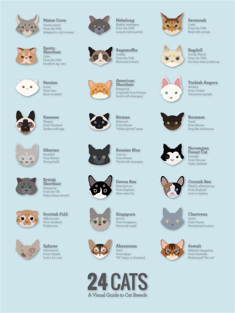 How Do I Know What Kind Of Breed My Cat Is - litle cats