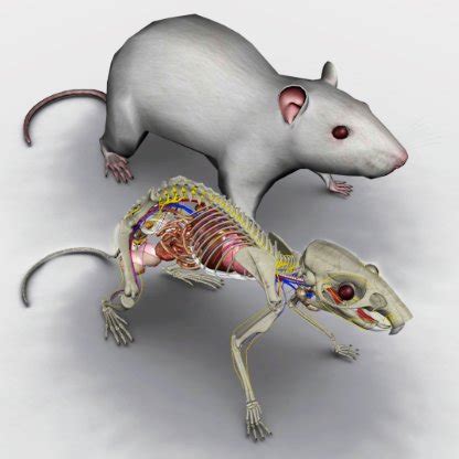 3D Rat Anatomy - Biosphera