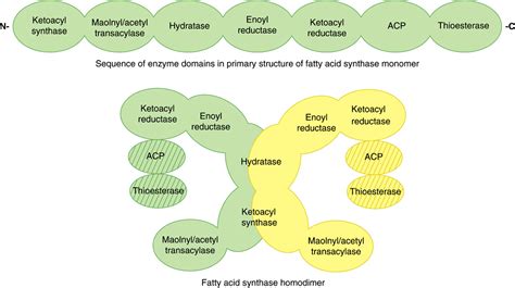 Biosynthesis of Fatty Acids & Eicosanoids | Basicmedical Key