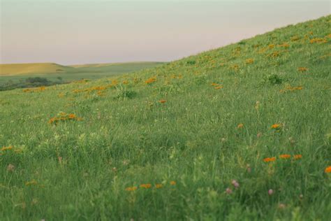 2024 Friends of the Konza Prairie - Wildflower Walk!, Konza Prairie ...