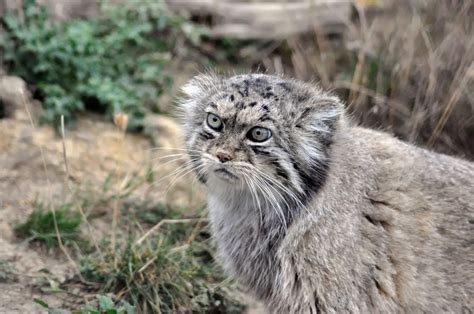 Absolute unit of a Pallas Cat with round pupils instead of slits looks ...