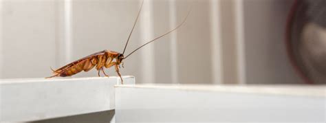 Cockroach Prevention Tips | Pest Control Inc. - Las Vegas