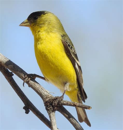 Collection 97+ Pictures Pictures Of A Goldfinch Sharp