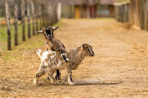 How to Take Care of Baby Goats - Everything You Need to Know