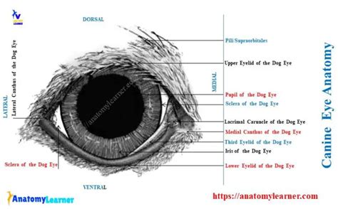 Dog Eye Anatomy - Eyeball, Eyelids, and Muscles with Diagram ...