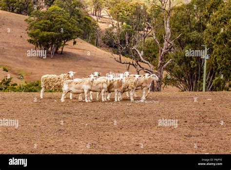 Dorper sheep shedding their wool in the Upper Hunter Valley, NSW ...