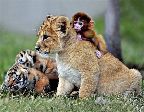 Wish everything in life was this sweet! Little monkey, lion and two ...