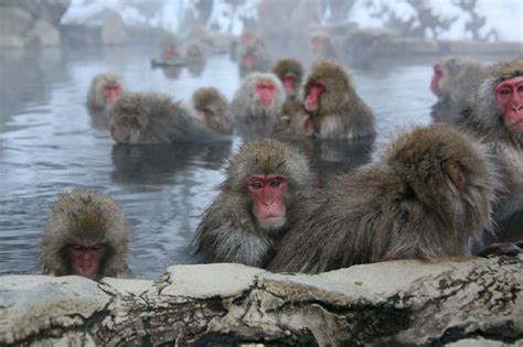 Jigokudani Yaen Koen, Snow Monkey Mountain, Nagano. | JAPAN WEB MAGAZINE