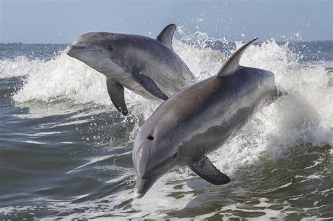 Bottlenose Dolphin Facts