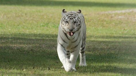 White Tiger ROAR!! - YouTube