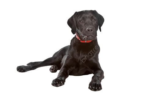 Black Labrador Mut, K9, Isolated On White, Pedigree PNG Transparent ...