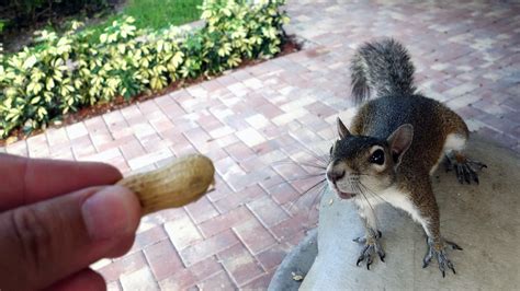 What to Feed Squirrels in Your Backyard to Make Them Go Nuts 2020 ...