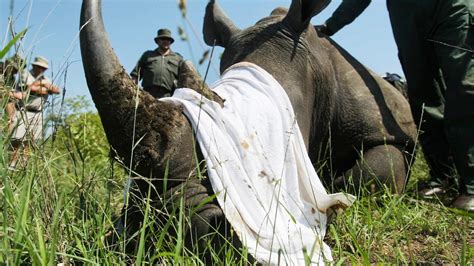 South Africa Sees Record Year for Rhino Poaching