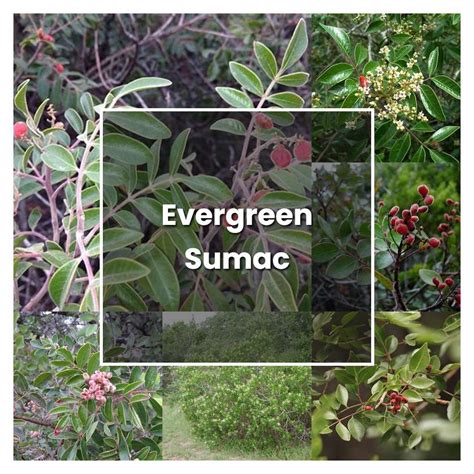 How to Grow Evergreen Sumac - Plant Care & Tips | NorwichGardener