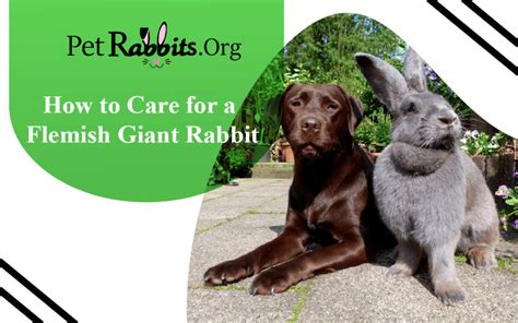 How to Care for Flemish Giant Rabbits - Petrabbits.org