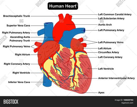 Human Heart Muscle Image & Photo (Free Trial) | Bigstock