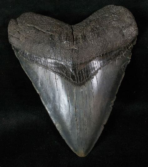 5.12" Fossil Megalodon Tooth - South Carolina For Sale (#13386 ...