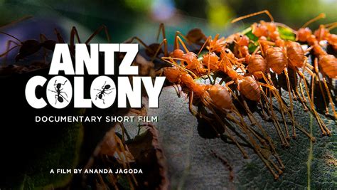 ANTZ COLONY | Shortverse