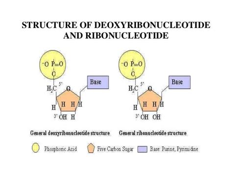 DNA RNA