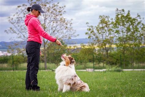 Dog Training Tips: Which One Is Right For You? – Kings Oaklane