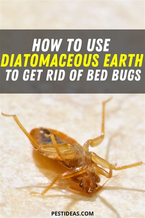 How to use Diatomaceous Earth to Get Rid of Bed Bugs in 2020 | Rid of ...