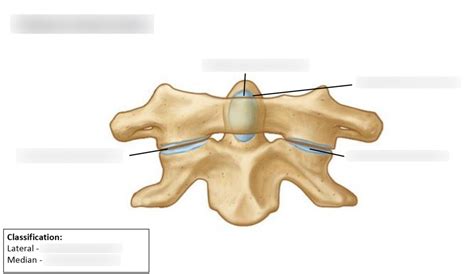 Atlanto-Axial Joints Diagram | Quizlet