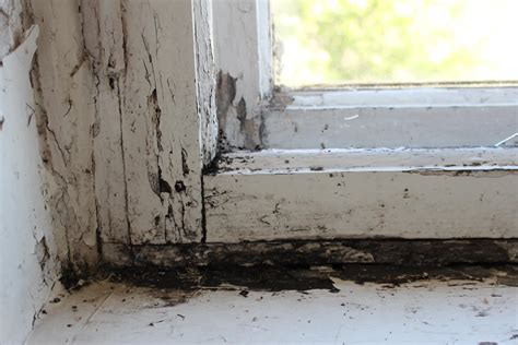 Understanding Black Mold On Blinds: Causes, Prevention, And Solutions