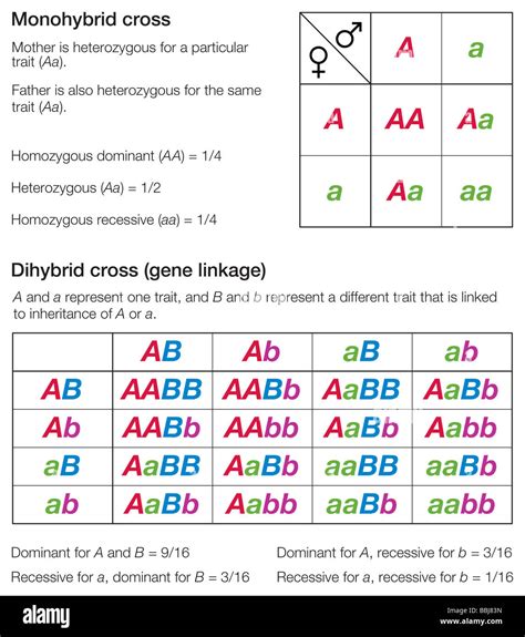 Punnett Square Dihybrid Crosses Worksheets