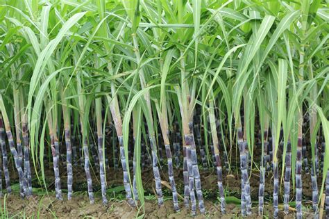 Why Sugar cane production in Sindh likely to drop by 15% this year ...