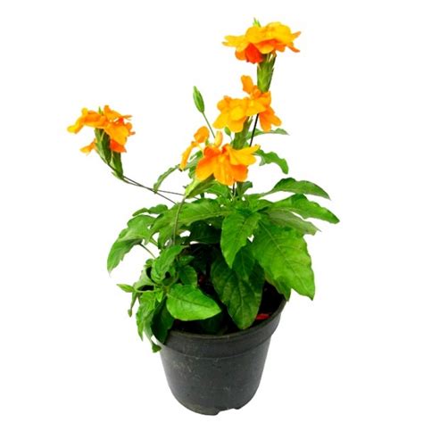 Buy Aboli (firecracker) flower Plant online India at plantsguru.com