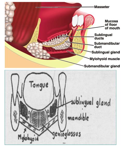 Head and Neck Anatomy: Sublingual Salivary Gland