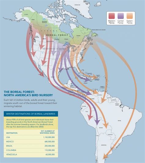 Migratory Boreal Birds' Distant Destinations | Boreal Songbird Initiative