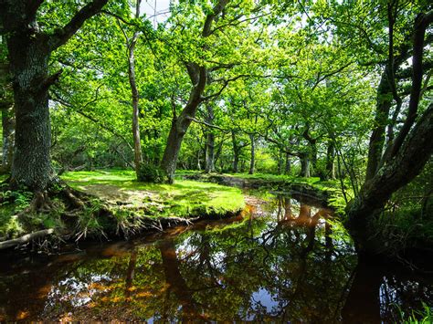 13 of the Best Fairytale Forests in the UK