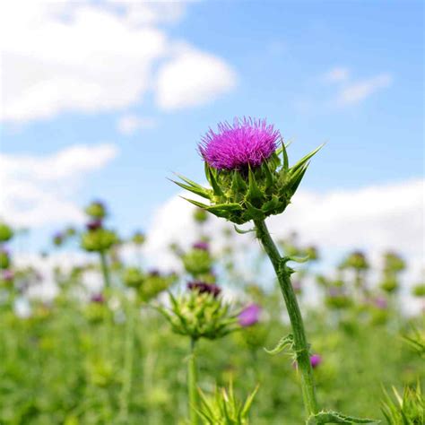 Milk Thistle Seeds - St Mary's Thistle Herb Seed