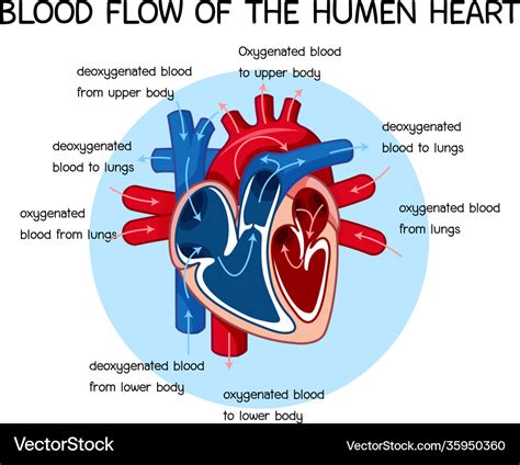 Diagram blood flow human heart Royalty Free Vector Image