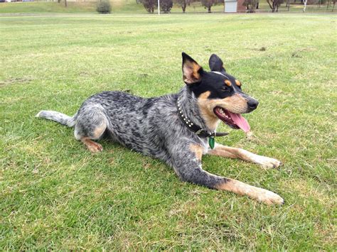 Australian Kelpie Blue Heeler Mix - MIXERXG