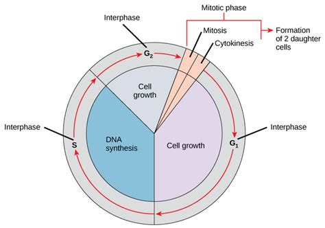 10.2A: Interphase - Biology LibreTexts