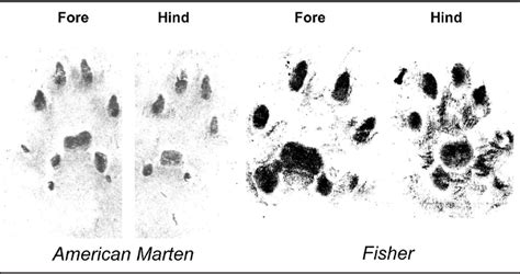 American marten (left pair) and fisher (right pair) tracks from sooted ...